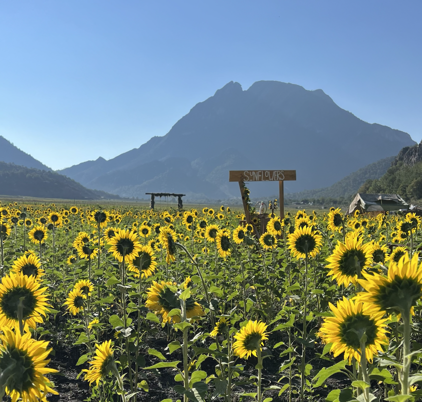 Three Body Problem Orbit Simulation