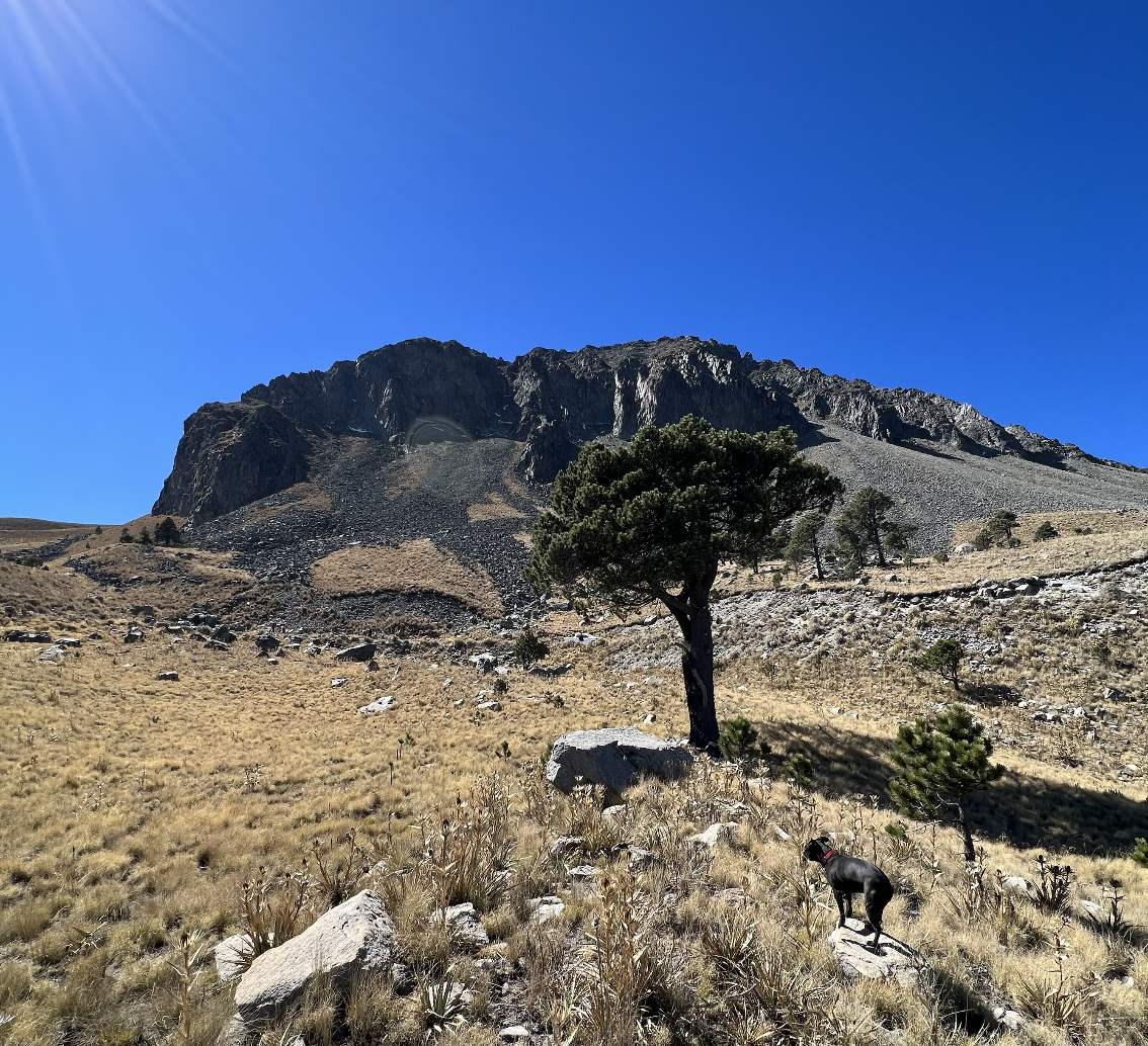 Three Body Problem Orbit Simulation